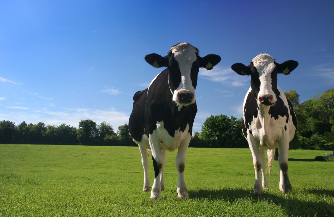 Vaca leiteira APROLEP